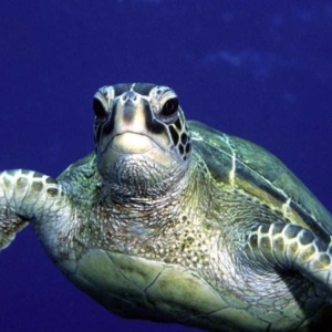 lo-res-honu-john-hoover