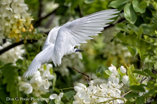 adult_MOK_in_flight_white_flowers_Don_C_Poole